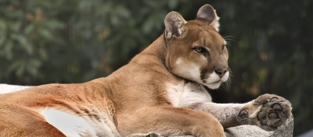 How to Be a Naturally Confident and Attractive Man 7 calm mountain lion is like a confident man